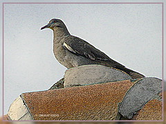 White-winged dove at rest (gimpified)