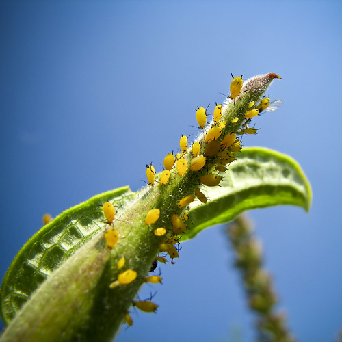ontario canada macro nature canon milkweed richmondgreen richmondhill aphids aphisnerii s5is