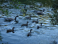 Who likes the little duckies in the pond?