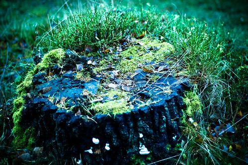 tree nature moss stump