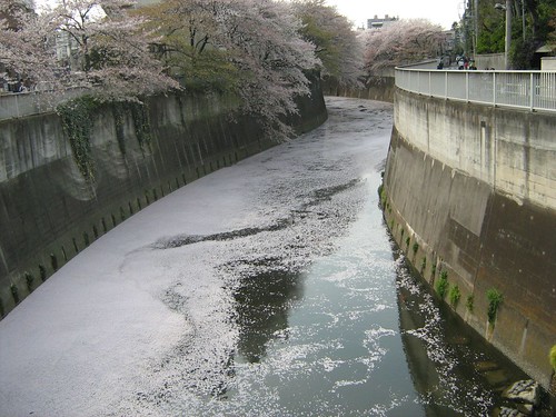 Cherry blossoms covering the Kanda river