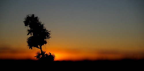 sunset silhouette spring pentax australia victoria 2008 blossum bendigo faithfull pentaxk100dsuper k100dsuper axemaniac pregamewinner