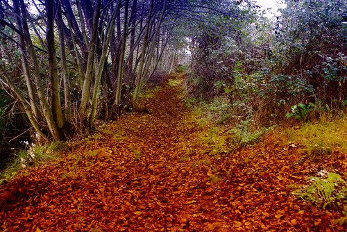 autumn españa flickr walk sony paseo otoño avila navaluenga alpha300 srmagori