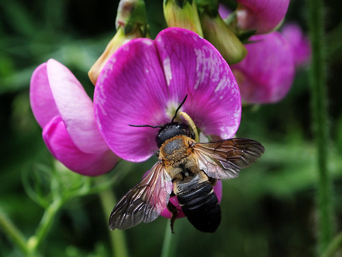 summer copyright plant flower garden insect bee pollenation allrightsreserved mzuiko1442 ©daveelmore