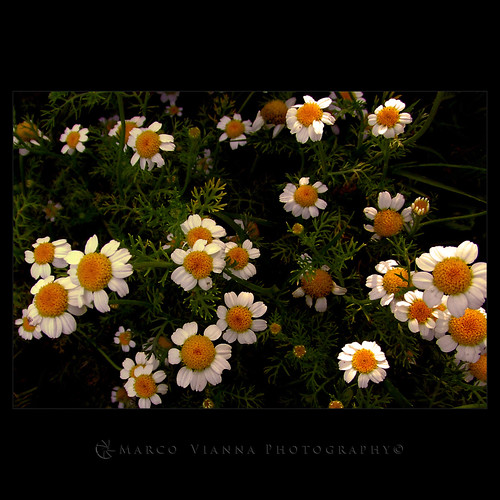 flowers españa naturaleza flores primavera canon spring natureza catalunya barberàdelvallès canonefs1855mmf3556 canoneos400ddigital m®©ãǿ►ðȅtǭǹȁðǿr◄© marcovianna ayerporlatarde