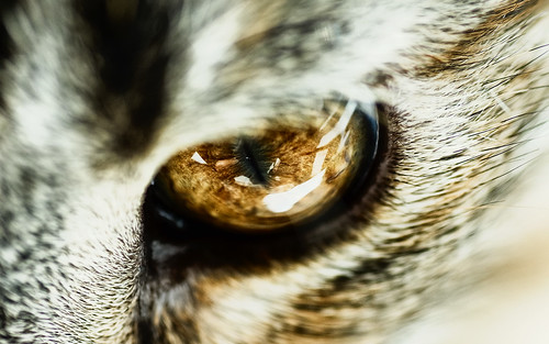 wallpaper macro reflection eye animal cat fur nikon background d70s 1600 flare serendipity tamron 90mm 2560 digitalcameraclub highscoreme