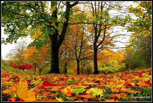 autumn leaves vivid scottishborders flickrclassique “flickraward”