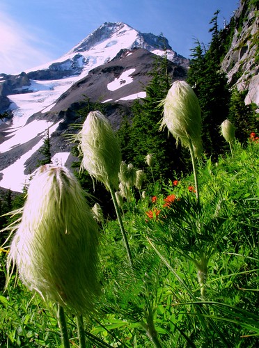 mountain oregon mt view hike anemone hood ranunculaceae paintbrush occidentalis naturesfinest