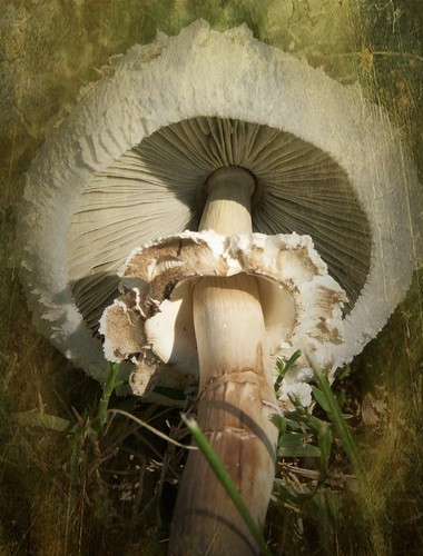 nature mushroom maryland fungus harfordcounty joppatown