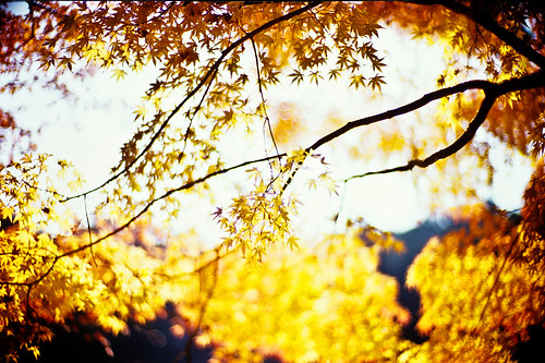 life leica november light sunlight color leaves sunshine yellow japanese 50mm golden maple dof shine bokeh f10 momiji japanesemaple glowing noctilux 2008 hue tinted mapleleaves leicam7 m7 autumun rvp fujivelvia tinged rvp100 glowingcolors fujirvp inlife leicanoctilux50mmf10 bokehwores gettyimagesjapanq1 gettyimagesjapanq2