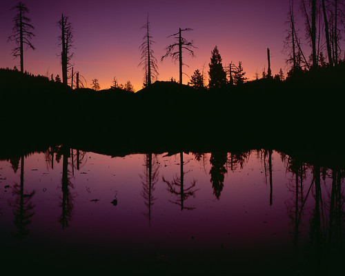 trees lake reflection film sunrise landscape velvia 4x5 marsh largeformat 100f velvia100f