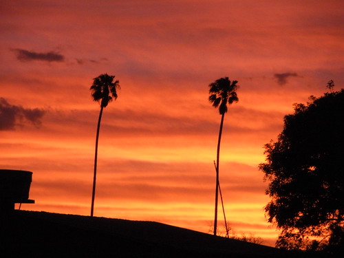 sunset palmtrees sacaba
