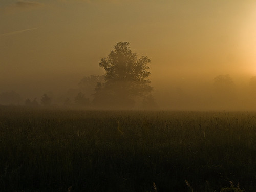 morning trees sun newyork field sunshine fog landscape dawn golden foggy pinebush