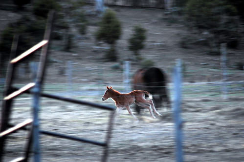 camping horse motion blur am cabin colorado gimp mesaverde linux cortez colt southwesternunitedstates digikam mancos theamericansouthwest opensourcesoftware fangars