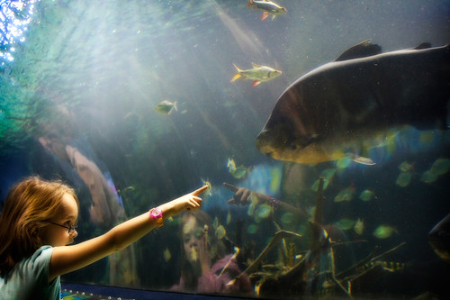fish aquarium explored