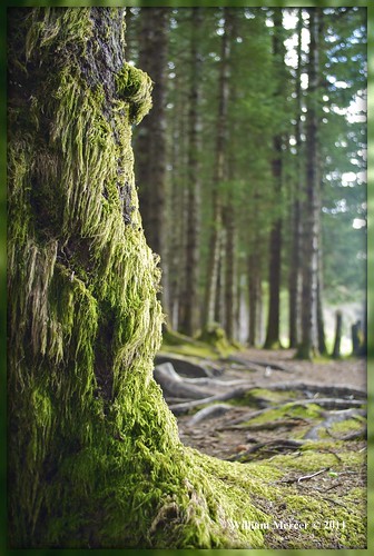 old nature alaska forest outdoors moss growth