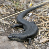 <a href="http://www.flickr.com/photos/ogcodes/2363525006/">Photo of Egernia mcpheei by Michael Jefferies</a>