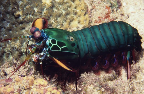 Mantis shrimp at Sodwana Bay, South Africa