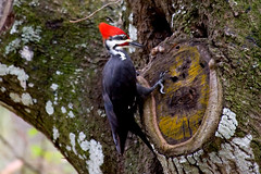Pileated Woodpecker 04