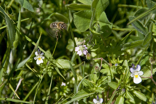 flowers nature insects bee