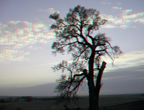 tree stereoscopic stereophoto 3d anaglyphs redcyan 3dimages 3dphoto 3dphotos 3dpictures stereopicture