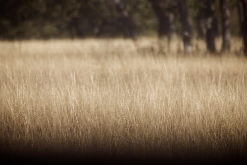 ranch grass geotagged texas shim sigma70300mmf456apomacrosuperii