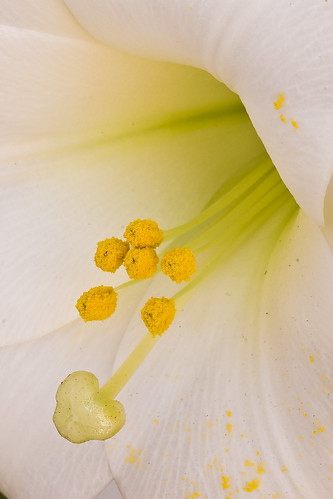 white flower macro green nature yellow pollen flowerscolors mywinners stjosephlily