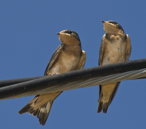 bird wire texas tx swallow barnswallow juvenile hirundorustica hirundo hirundorusticaerythrogaster