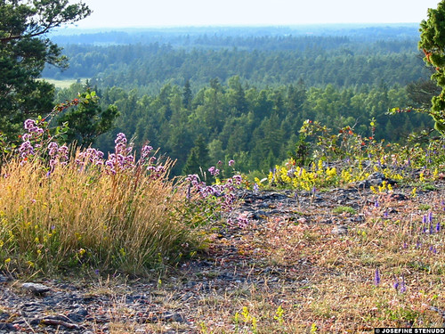 2002 summer flower forest europe view sweden sverige gotland torsburgen ratexla ratexlasgotlandtrip photosbyjosefinestenudd photophotospicturepicturesimageimagesfotofotonbildbilder