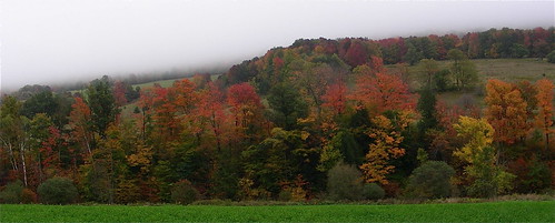 autumn trees newyork elkcreek schenevus