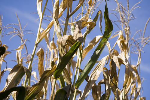 autumn fall corn connecticut ct cornstalks maze enfield conn enfieldct johnnysroadsidemarketgarden