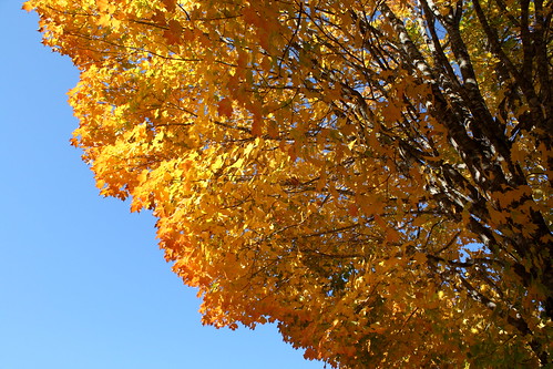 autumn orange fall yellow harrison foliage arkansas maplewoodcemetery 450d