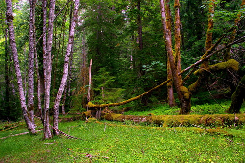 nature forest landscape rainier mountrainiernationalpark