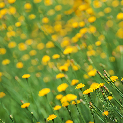 flowers summer green field yellow bokeh skynoir bybilldickinsonskynoircom