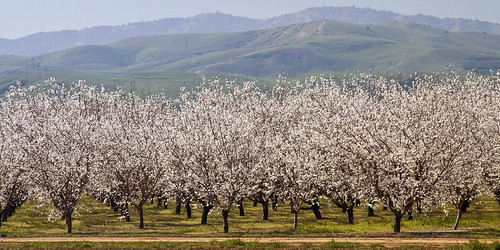 california tree northerncalifornia landscape blossom farm almond orchard bloom patterson sfchronicle sdosremedios 96hrs size1x2 ©stevendosremedios wiredeye
