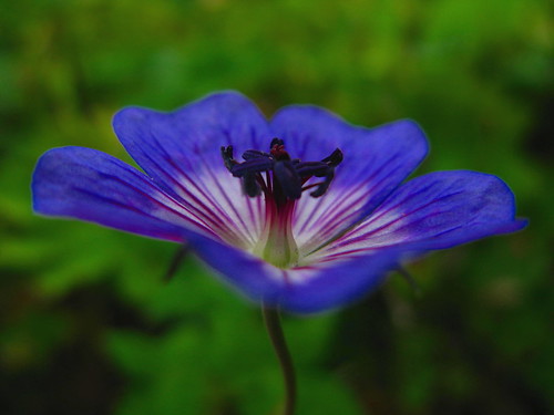 uk flower macro nature purple harlow lupus essex