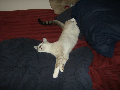 sleeping cat bed