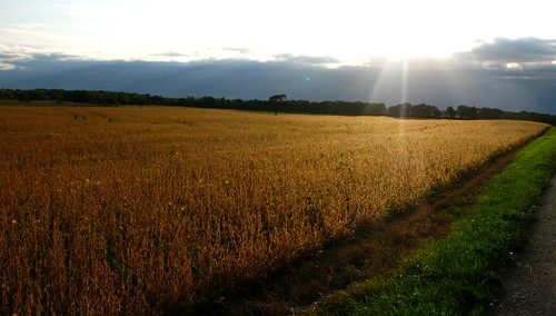 fall field wisconsin farm farming harvest flare glowing crops wi soybeans racine southeasternwisconsin fallharvest dryingcrops