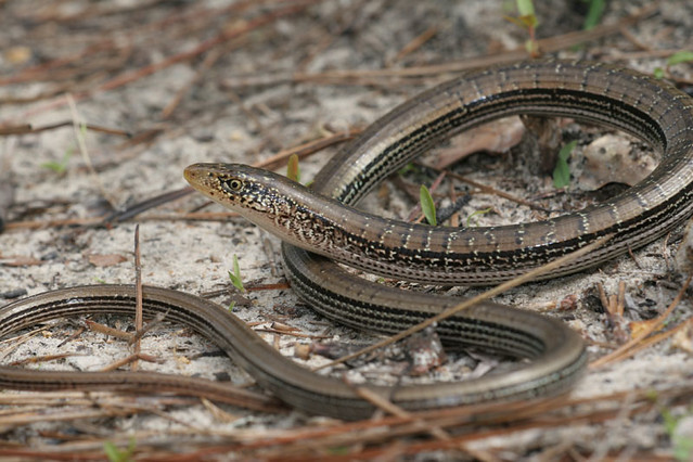 Eastern Slender Glass Lizard (Ophisaurus attenuatus longicaudus ...