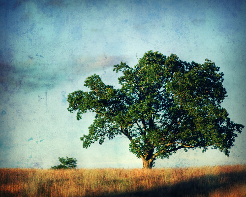 ohio sky tree texture photoshop canon jackson dslr appalachia hdr pse tonemapped explored peregrino27worldchanging