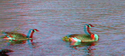 lake bird geese stereoscopic stereophoto 3d spring scenic anaglyph anaglyphs redcyan 3dimages 3dphoto 3dphotos 3dpictures stereopicture