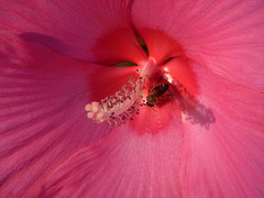 Flowers at North Point Park - Bee on giant pink flower