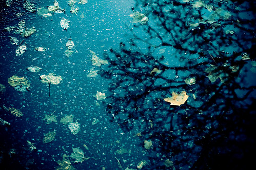 autumn reflection tree water pool leaves d50 50mm nikon nikkor