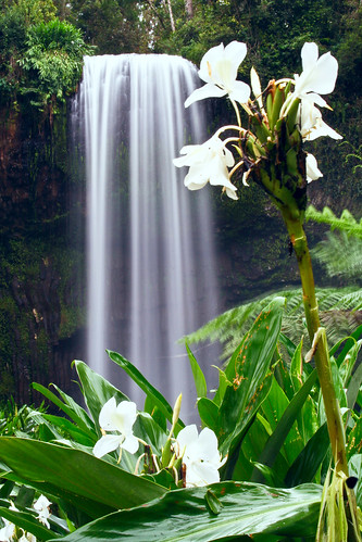 landscape waterfall australia queensland athertontablelands millaamillaafalls abigfave natureselegantshots