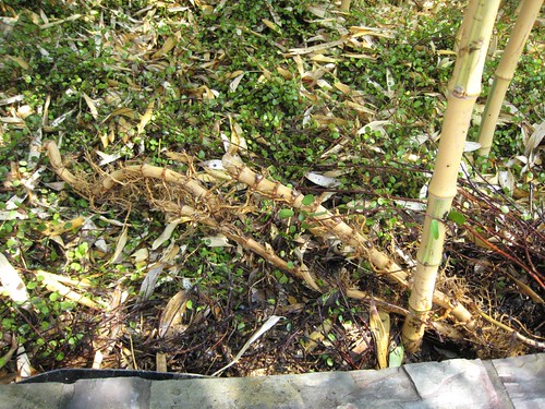 bamboo, castillon, running bamboo, invasive… IMG_3510