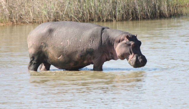Hippopotamus, Lake St Lucia