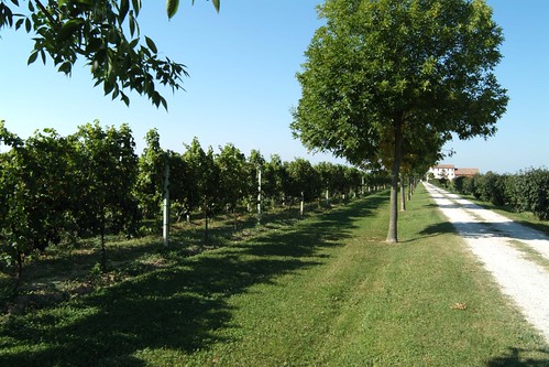Strada Vini Lison Pramaggiore, vineyard