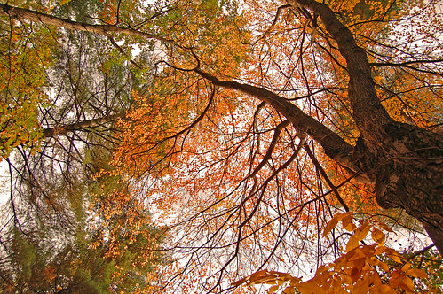 trees colors autum newengland nikond40