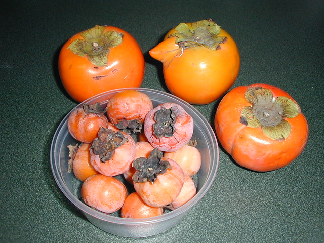 Nosy fuyu talking about those wild persimmons