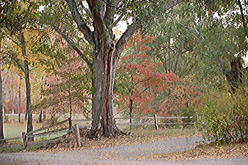 trees fall colors rural photoshop d50 painting landscapes nikon alabama fences farms lucisart elements5 hdr~lucisart~orton creativeartphotography